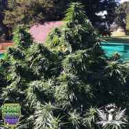 GrandDaddy Purple Seeds Ken's Honeydew